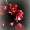Licena