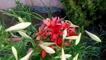 MariD59