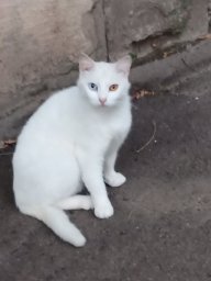 мур мур