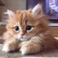 Котя7