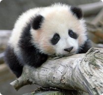 Panda1981